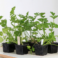 Рассада сельдерея