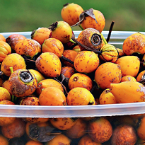 Роза из семян