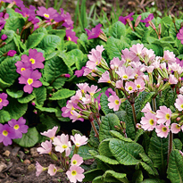 Примула бесстебельная