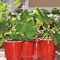 Дельфиниум рассада