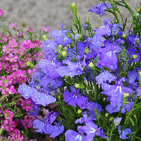 Лобелия Лобелия