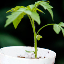 Рассада томата Рассада томата