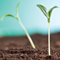 Рассада Рассада