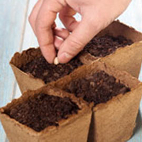 Посев Посев