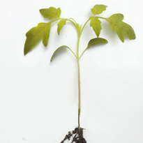 Черная ножка Черная ножка