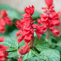 Сальвия Сальвия