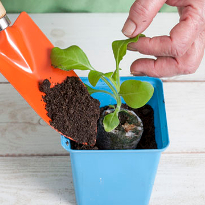 Петуния Петуния