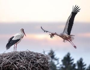 Рядом с Брянским лесом появится национальный парк Придеснянский