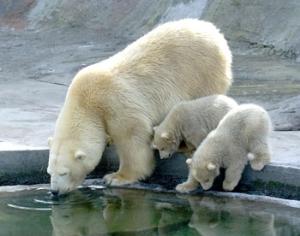 Московскому зоопарку — 150 лет!