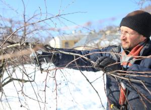 Вишня: особенности обрезки