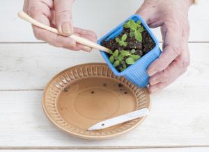 Гелиотроп: выращивание из семян