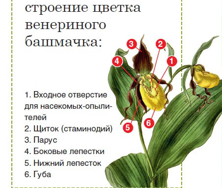 Венерин башмачок: строение цветка