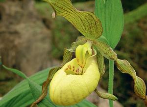 Венерин башмачок: перспективные виды для сада