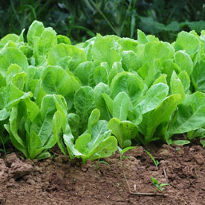 Цветная капуста