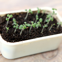 Картофель из семян, всходы