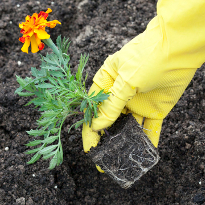 Бархатцы, тагетес, рассада