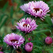 астра однолетняя