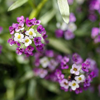 Алиссум морской, лобулярия