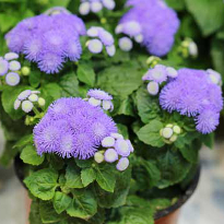 Агератум, сорт Blue Hawai, однолетники