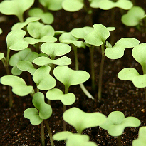 Капуста, всходы