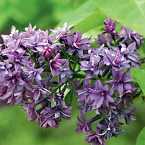 Сирень гиацинтоцветная Royal Purple Сирень гиацинтоцветная Royal Purple
