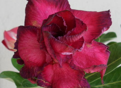 Adenium 'Burning Heart', адениум