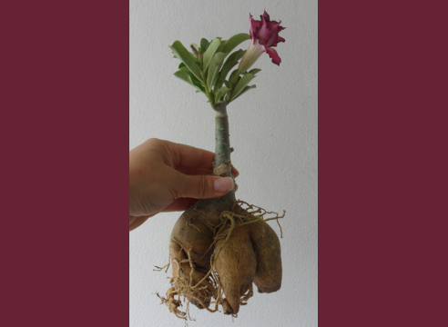 Adenium 'Purple Mong Kong', адениум