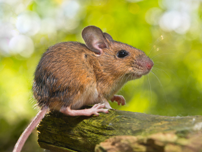 Растение с геном мыши поможет избавиться от могильников 