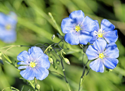 Лён австрийский, Linum austriacum