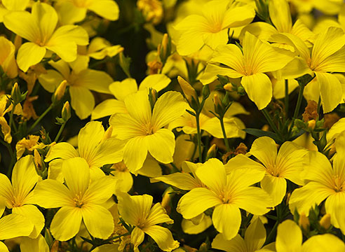 Лён желтый, Linum flavum