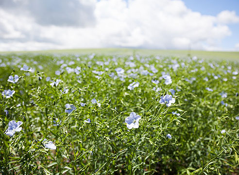 Лён посевной, лён обыкновенный, лён культурный, Linum usitatissimum