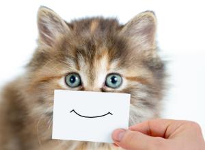 Как сделать кота счастливым