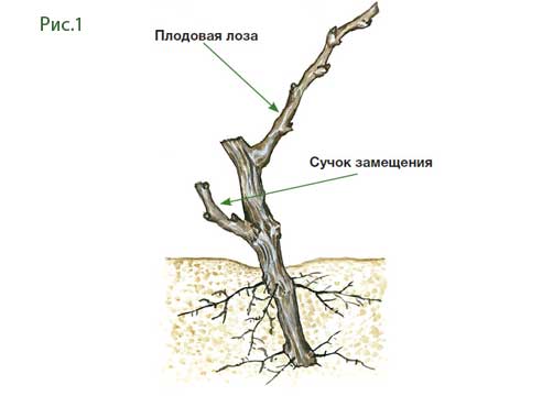 Как Обрезать Виноград На Зиму Фото