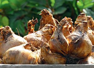 Корневой и луковый клещ, как защитить луковицы