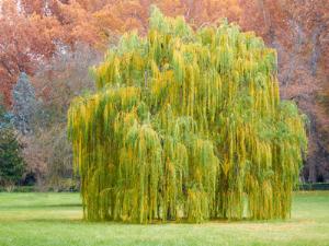 Под Астраханью высадят миллион деревьев коловым способом