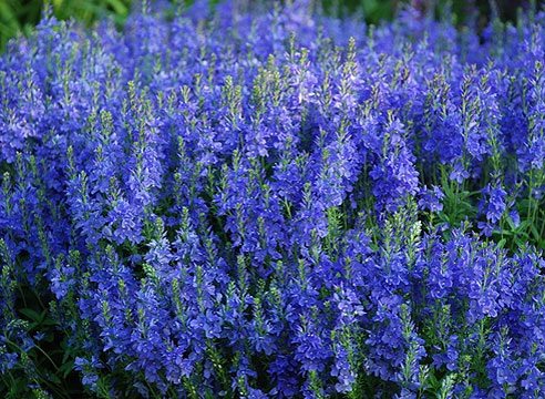 Вероника австрийская (Veronica austriaca)