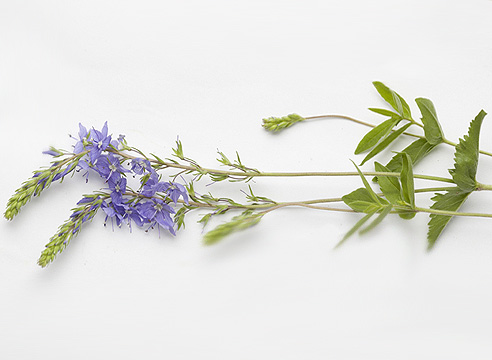 Вероника большая (Veronica teucrium, syn. Veronica austriaca ssp. teucrium)