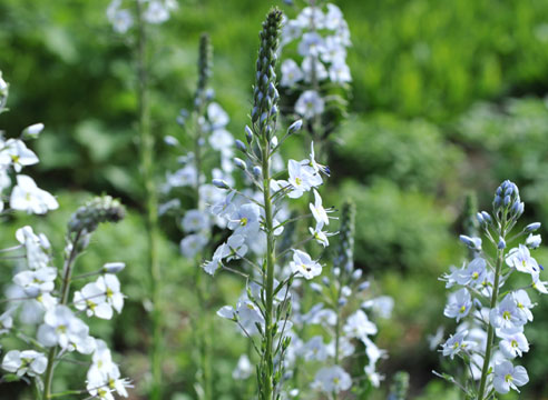 Вероника горечавковая (Veronica gentianoides)