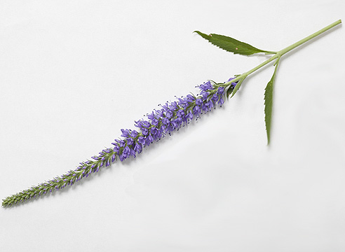 Вероника колосковая (Veronica spicata)