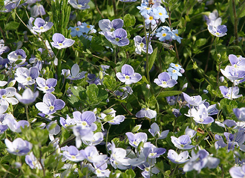 Вероника нитевидная (Veronica filiformis)