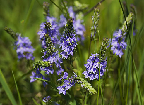 Вероника простертая (Veronica prostrate, Veronica rupestris)