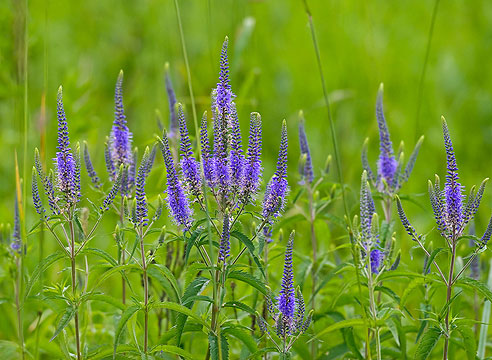 Вероничник длиннолистный (Pseudolysimachion longifolia, syn. Veronica longifolia)