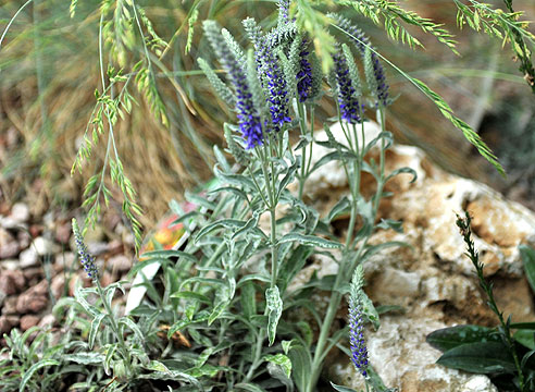 Вероничник седой (Pseudolysimachion incana, syn. Veronica incana)