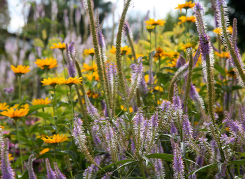 Вероникаструм виргинский (Veronicastrum virginica, syn. Veronica virginica, Leptandra virginica)