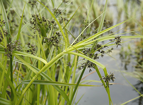 Камыш (Scirpus)