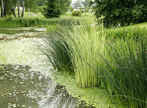 Камыш (Scirpus)