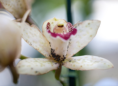 Тля на орхидее