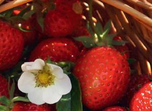 Лучшая клубника