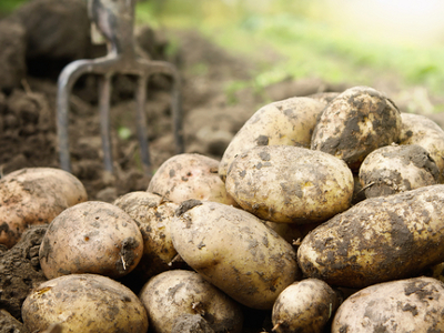 Белорусская картошка... Теперь ГМО?