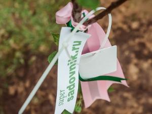 Суперсадовник высадил яблоневую аллею